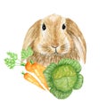 Watercolor sping Easter rabbit illustration cute funny bunny with vegetables carrot isolated on white background, card