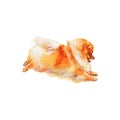 Watercolor spitz dog
