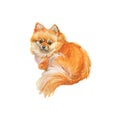 Watercolor spitz dog