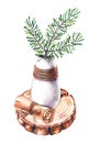 Watercolor sprig of pine needles in a vase with a scroll and a saw cut