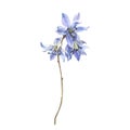 Watercolor Spring blue Scilla flowers isolated on white background. Forest flowers liverwort, scilla, coppice