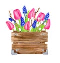 Watercolor spring bouquet in wood box. Hand painted pink tulips with leaves, muscari flowers and pussy willow branches in wooden Royalty Free Stock Photo