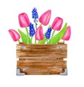 Watercolor spring bouquet in wood box. Hand painted pink tulips with leaves and muscari flowers in wooden box isolated Royalty Free Stock Photo