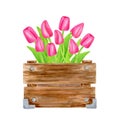 Watercolor spring bouquet in wood box. Hand painted pink tulips with leaves in wooden container isolated on white background. Royalty Free Stock Photo