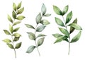 Watercolor spring branches set for easter. Hand painted eucalyptus thick branch and leaves isolated on white background