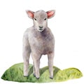 Watercolor spring card with lamb on the meadow. Hand painted green grass and pet isolated on white background. Animal