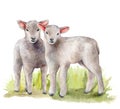 Watercolor spring card with meadow and lambs. Hand painted green grass and a pair of sheep isolated on white background Royalty Free Stock Photo