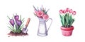 Watercolor spring crocus in the soil and shovel, red tulips in a pot, flowers in a vintage metal pitcher