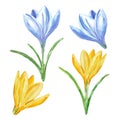 Watercolor spring crocuses set, isolated on white background. Hand painted Colorful yellow and blue crocus flowers