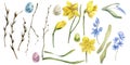 Watercolor spring easter big floral set with yellow daffodils, willow branches, colorful easter eggs, spring blue lilac flowers