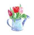 Watercolor spring floral bouquet in a vintage pot. Set of hand painted tulip flowers in a rustic watering can.