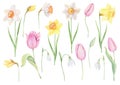 Watercolor spring floral clipart. Yellow and white daffodils, pink tulip flowers Easter set isolated on background. Hand