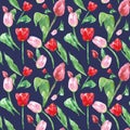 Watercolor spring floral pattern with colorful tulip flowers on deep blue background. Decorative hand painted ornament Royalty Free Stock Photo