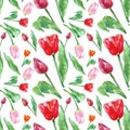 Watercolor spring floral pattern with tulips flowers, isolated on white background. Colorful seamless botanical pattern