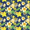 Watercolor spring floral pattern in yellows colors with narcissus and tulips flowers on blue background. Royalty Free Stock Photo