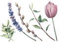 Watercolor spring floral set. Hand painted tulip, tree branch with leaves, lavender flower, willow and greenery isolated