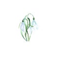 Spring snowdrop flower. Watercolor hand painter snowdroo on white background . Snowdroo for card,invitation