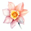 Pink And Yellow Watercolor Flower Clipart Illustration Royalty Free Stock Photo