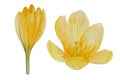 Watercolor spring flower, yellow crocus isolated on white Royalty Free Stock Photo