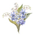 Watercolor Spring flowers bouquet. Blue Scilla flowers, lily isolated on white background. Forest flowers liverwort Royalty Free Stock Photo