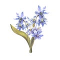 Watercolor Spring flowers bouquet. Blue Scilla flowers, lily isolated on white background. Forest flowers liverwort Royalty Free Stock Photo