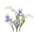 Watercolor Spring flowers bouquet. Blue Scilla flowers, lily isolated on white background. Forest flowers liverwort Royalty Free Stock Photo