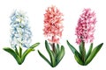 Watercolor spring flowers hyacinths on isolated white background, botanical painting. Set of floral elements. Royalty Free Stock Photo