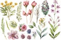 Watercolor Spring flowers illustrations. Artwork, Artist. Isolated on white background.