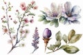 Watercolor Spring flowers illustrations. Artwork, Artist. Isolated on white background.