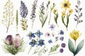 Watercolor Spring flowers illustrations. Artwork, Artist. Isolated on white background.