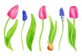 Watercolor spring flowers set. Hand painted pink tulip flowers with leaves and Muscari or grape hyacinth isolated on white Royalty Free Stock Photo