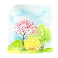 Watercolor Spring landscape, sakura pink flowers trees and yellow forsythia bush on blue sky, Green nature forest Royalty Free Stock Photo