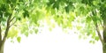 Watercolor Spring Leaves Green Tree Branches Nature Background Royalty Free Stock Photo