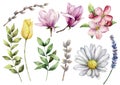 Watercolor spring plants set. Hand painted camomile, pansy, willow, lavender, tulips and herbs isolated on white Royalty Free Stock Photo