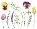 Watercolor spring plants set. Hand painted pansy, willow, lavender, tulips and herbs isolated on white background
