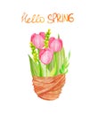 Watercolor spring post card. tulip, leaves and flowers, basket isolated on white background. Greeting card, poster. easter