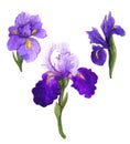 Watercolor with spring purple irises