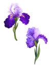 Watercolor with spring purple irises