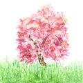 Watercolor spring sakura tree on grass isolated. Pink cherry tree blooming.