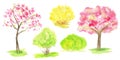 Watercolor Spring sakura tree, green and yellow forsythia bush set, Pink flower sour cherry tree hand drawing Royalty Free Stock Photo