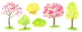 Watercolor Spring sakura tree, green and yellow forsythia bush set, Pink flower sour cherry tree hand drawing Royalty Free Stock Photo