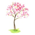 Watercolor Spring sakura tree, Pink flower sour cherry tree hand drawing illustration isolated on white background. Royalty Free Stock Photo