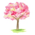 Watercolor Spring sakura tree, Pink flower sour cherry tree hand drawing illustration isolated on white background. Royalty Free Stock Photo