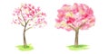 Watercolor Spring sakura tree set, Pink flower sour cherry tree hand drawing illustration isolated on white background. Royalty Free Stock Photo
