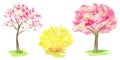 Watercolor Spring sakura tree and yellow forsythia bush set, Pink flower sour cherry tree hand drawing illustration Royalty Free Stock Photo