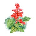 Watercolor spring Salvia splenden drawing. Hand drawn beautiful plant painting . Common genus names scarlet sage, tropical sage.