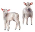 Watercolor spring set with lambs. Hand painted a pair of sheep isolated on white background. Animal illustration for Royalty Free Stock Photo
