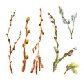 Watercolor spring set od tree branches, sticks, twigs with leaf buds. Open up pussy willow tree, isolated on white background.