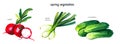 Watercolor spring vegetables hand drawn illustration isolated on white background