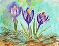 Watercolor spring violet blooming crocuses on a light turquoise background